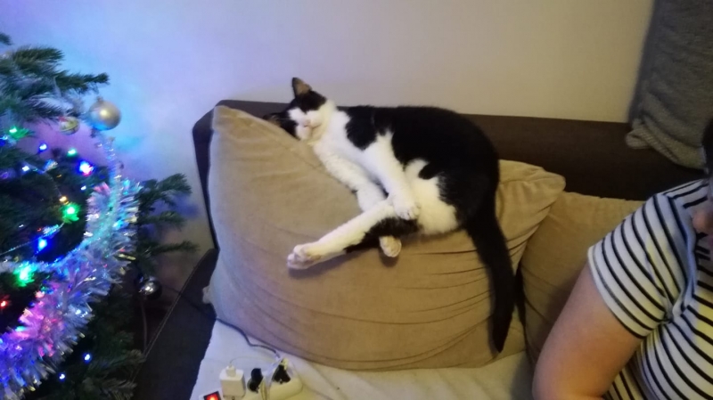 84/86 Kocie piękności naszych czytelników