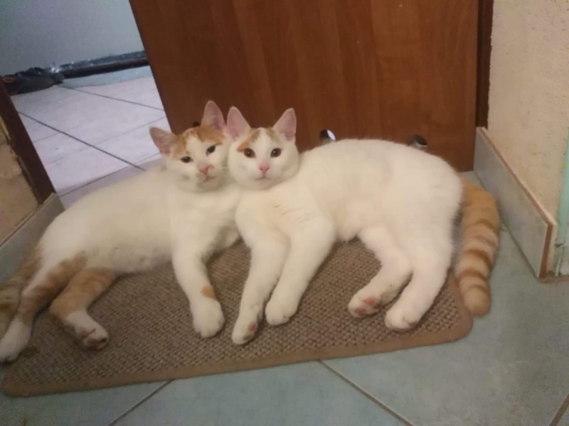 86/86 Kocie piękności naszych czytelników