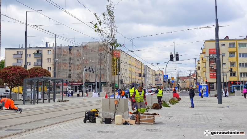 3/10 Nowe drzewka na deptaku przy Sikorskiego