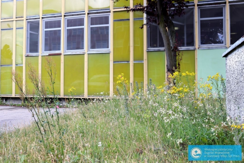 3/6 Łąki kwietne przy szpitalu