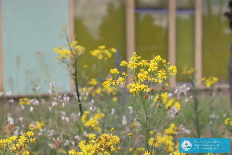 4/6 Łąki kwietne przy szpitalu