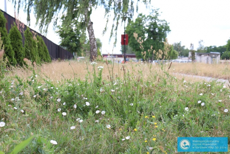 6/6 Łąki kwietne przy szpitalu