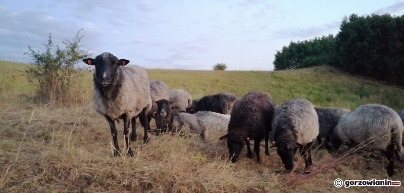 3/7 Owce na gorzowskich murawach