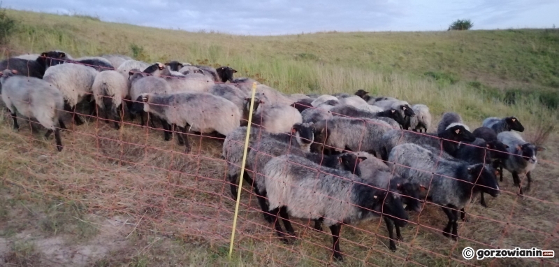 4/7 Owce na gorzowskich murawach