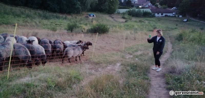 6/7 Owce na gorzowskich murawach