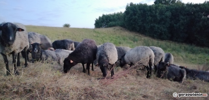 7/7 Owce na gorzowskich murawach