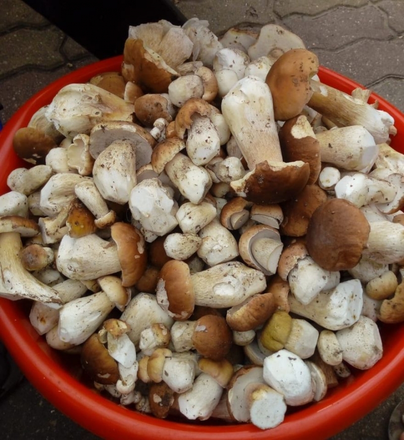 3/30 Grzyby zebrane przez czytelników portalu gorzowianin.com