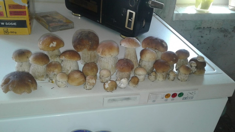 4/30 Grzyby zebrane przez czytelników portalu gorzowianin.com