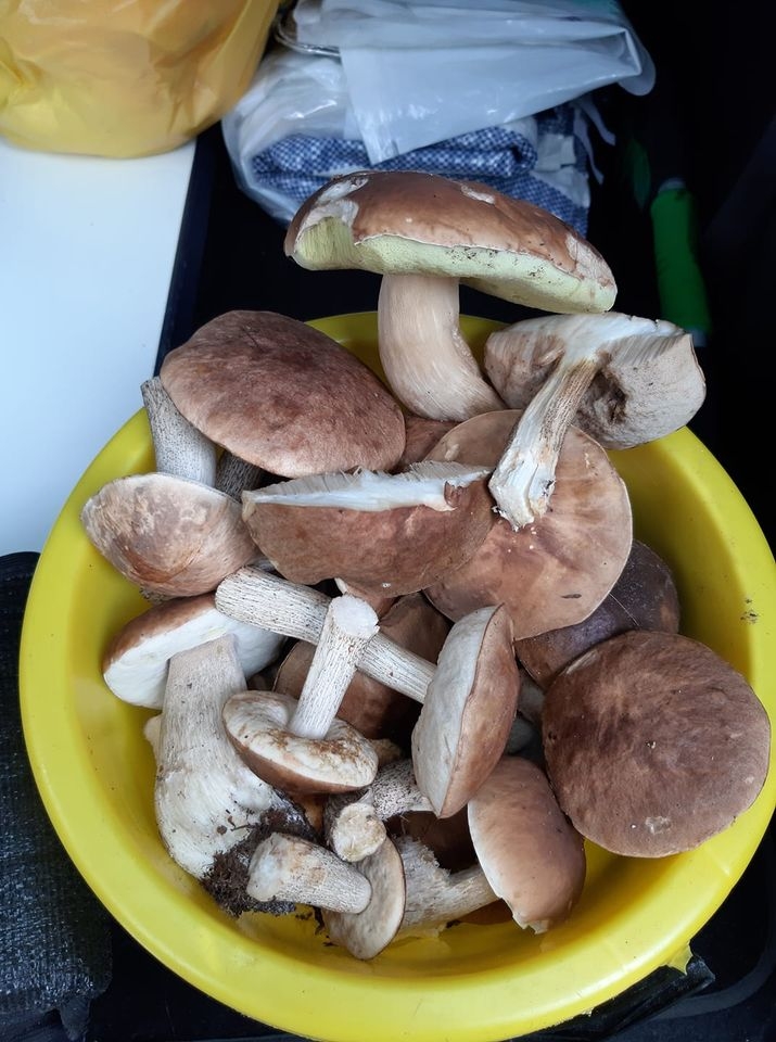 5/30 Grzyby zebrane przez czytelników portalu gorzowianin.com