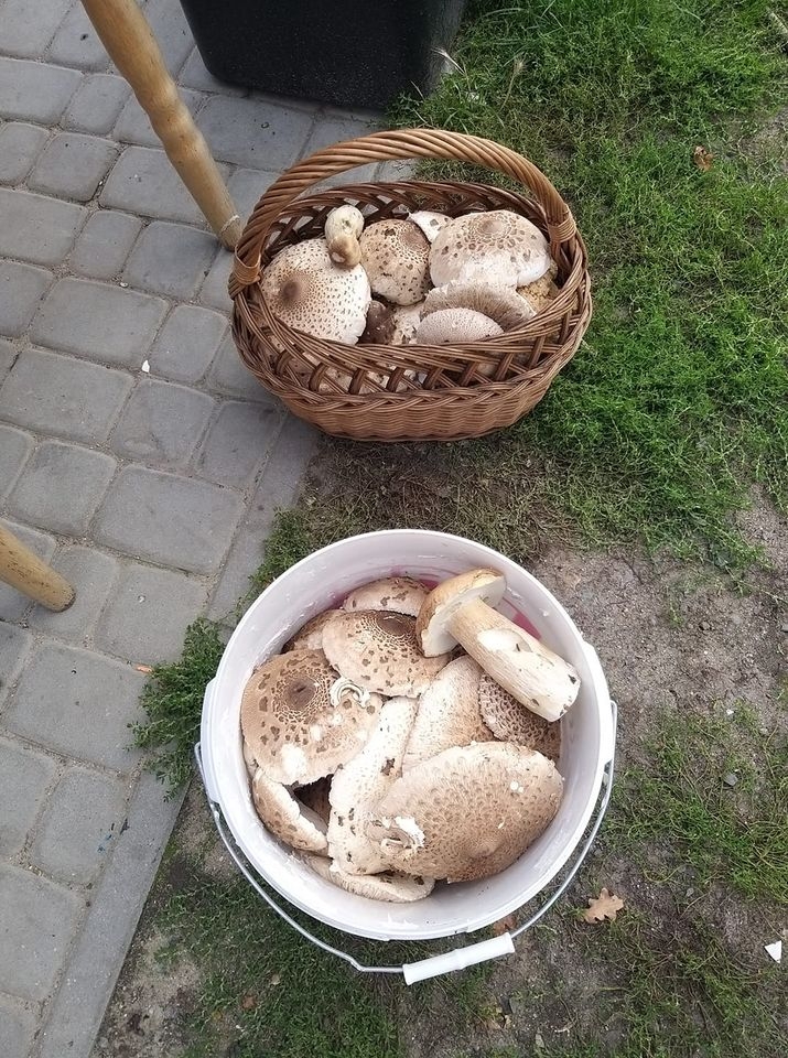 7/30 Grzyby zebrane przez czytelników portalu gorzowianin.com