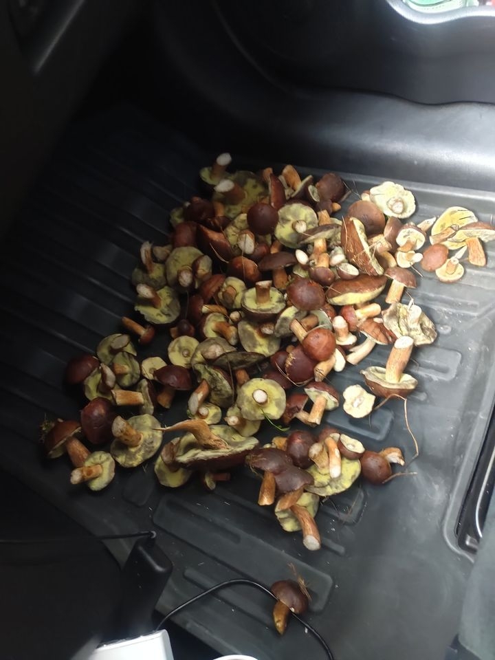 8/30 Grzyby zebrane przez czytelników portalu gorzowianin.com