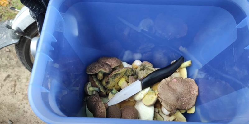 9/30 Grzyby zebrane przez czytelników portalu gorzowianin.com