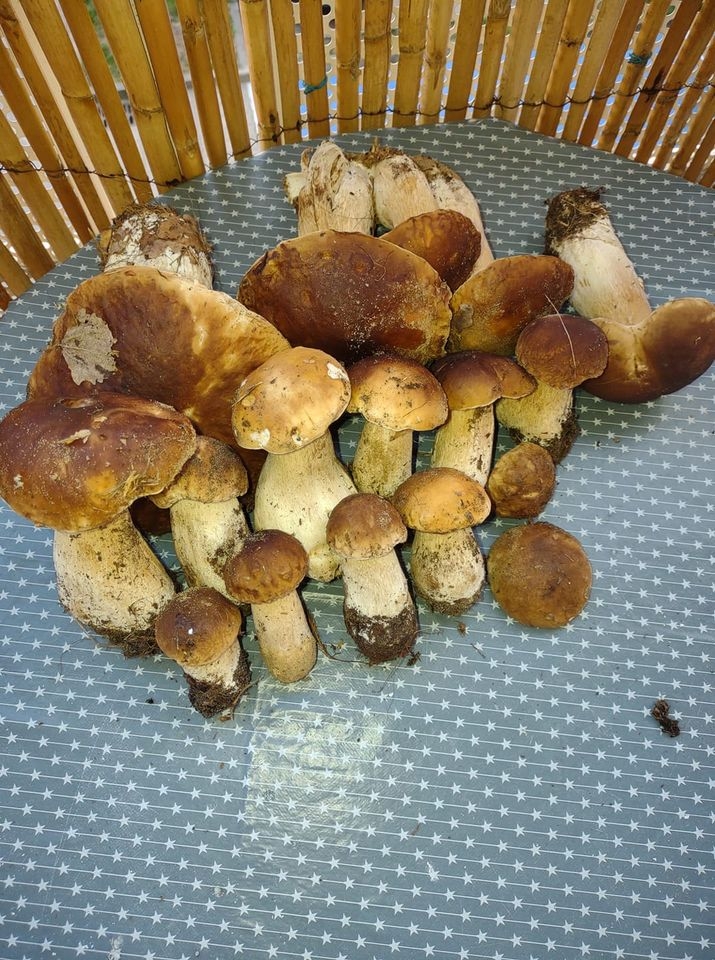 10/30 Grzyby zebrane przez czytelników portalu gorzowianin.com