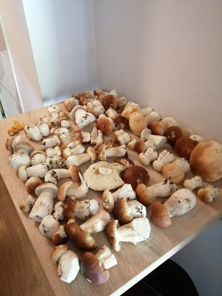 11/30 Grzyby zebrane przez czytelników portalu gorzowianin.com