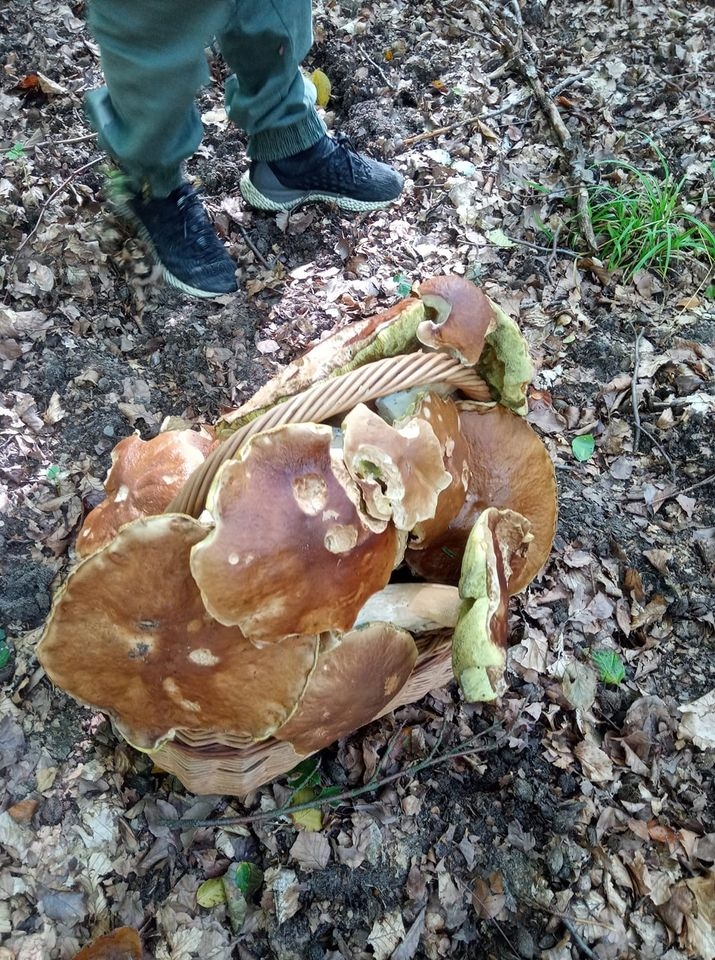 13/30 Grzyby zebrane przez czytelników portalu gorzowianin.com