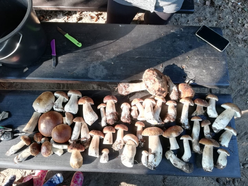 14/30 Grzyby zebrane przez czytelników portalu gorzowianin.com