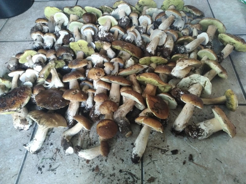 16/30 Grzyby zebrane przez czytelników portalu gorzowianin.com