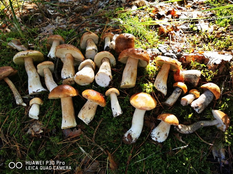 17/30 Grzyby zebrane przez czytelników portalu gorzowianin.com