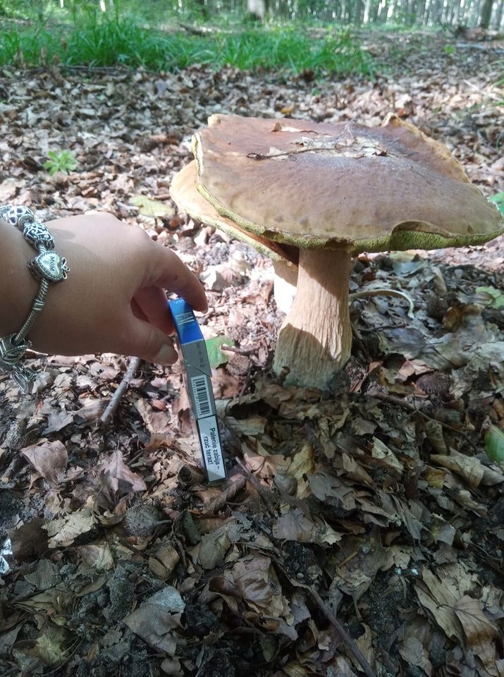 18/30 Grzyby zebrane przez czytelników portalu gorzowianin.com