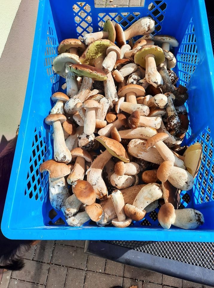 19/30 Grzyby zebrane przez czytelników portalu gorzowianin.com