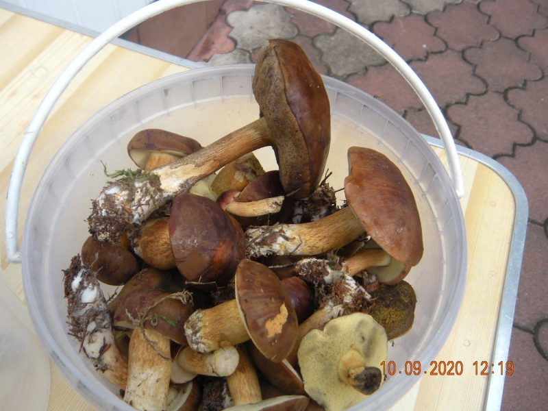 20/30 Grzyby zebrane przez czytelników portalu gorzowianin.com