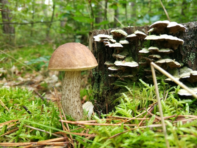 21/30 Grzyby zebrane przez czytelników portalu gorzowianin.com