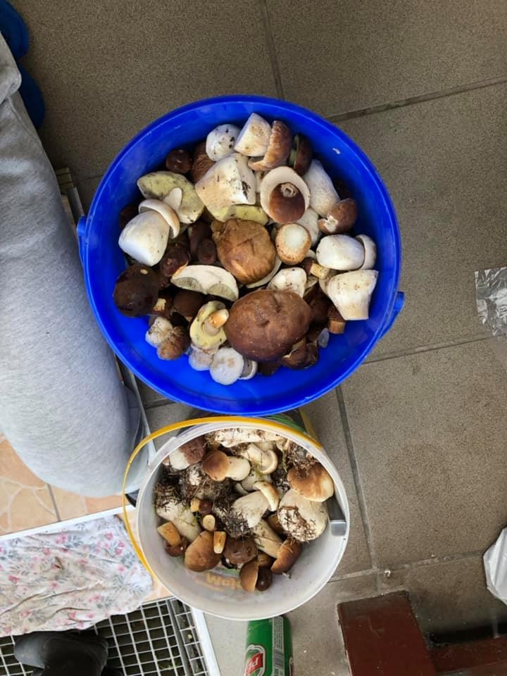 23/30 Grzyby zebrane przez czytelników portalu gorzowianin.com