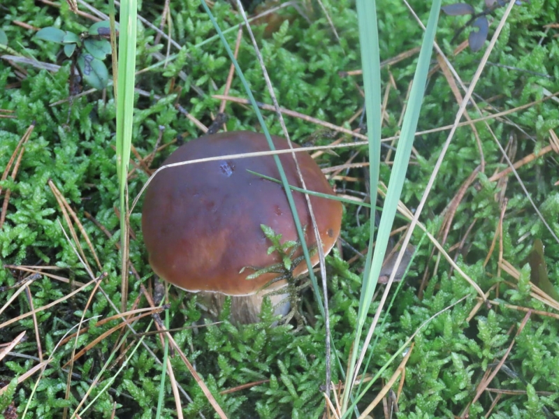 24/30 Grzyby zebrane przez czytelników portalu gorzowianin.com