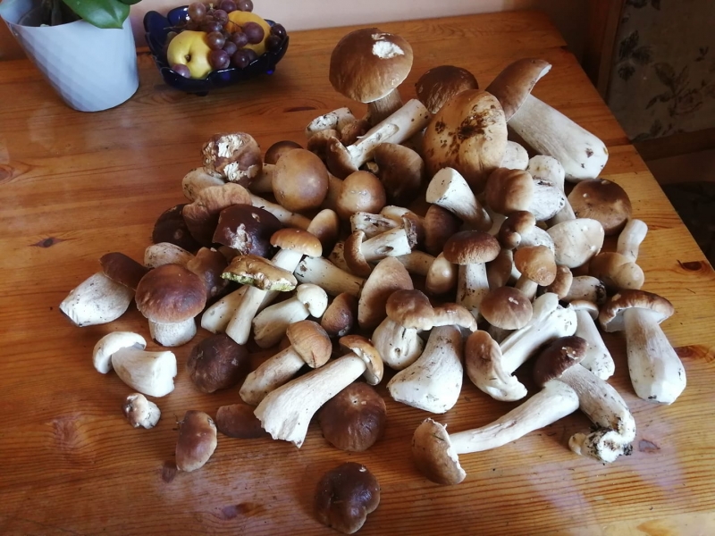 25/30 Grzyby zebrane przez czytelników portalu gorzowianin.com