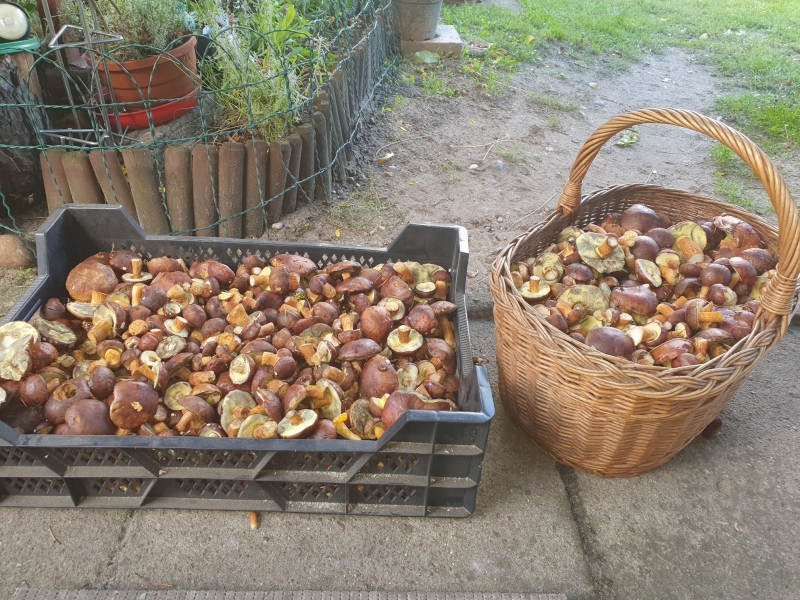 26/30 Grzyby zebrane przez czytelników portalu gorzowianin.com