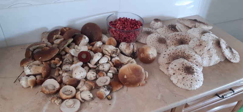 28/30 Grzyby zebrane przez czytelników portalu gorzowianin.com