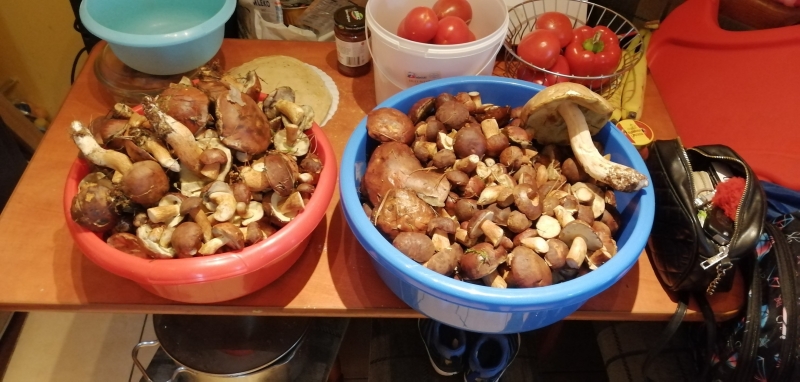 29/30 Grzyby zebrane przez czytelników portalu gorzowianin.com