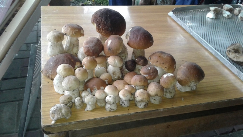 30/30 Grzyby zebrane przez czytelników portalu gorzowianin.com