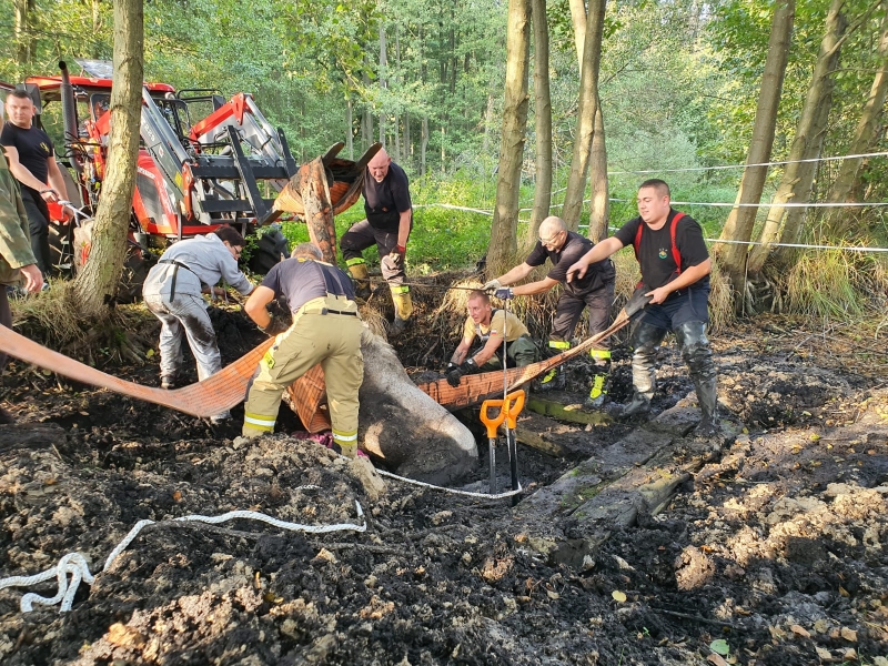 3/7 Strażacy uratowali konia