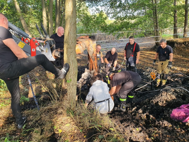 6/7 Strażacy uratowali konia