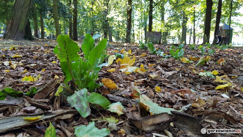 5/22 Tak zmienia się park Kopernika
