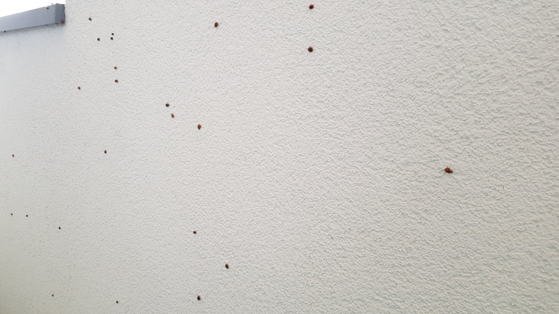 4/5 Plaga biedronek azjatyckich na balkonie