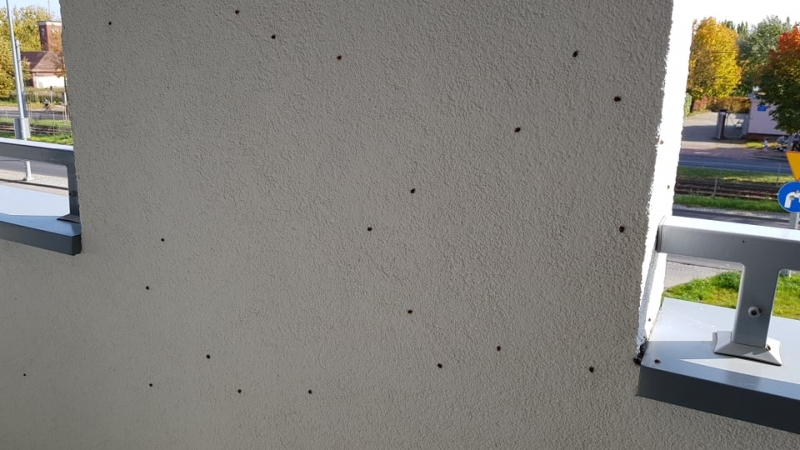 5/5 Plaga biedronek azjatyckich na balkonie