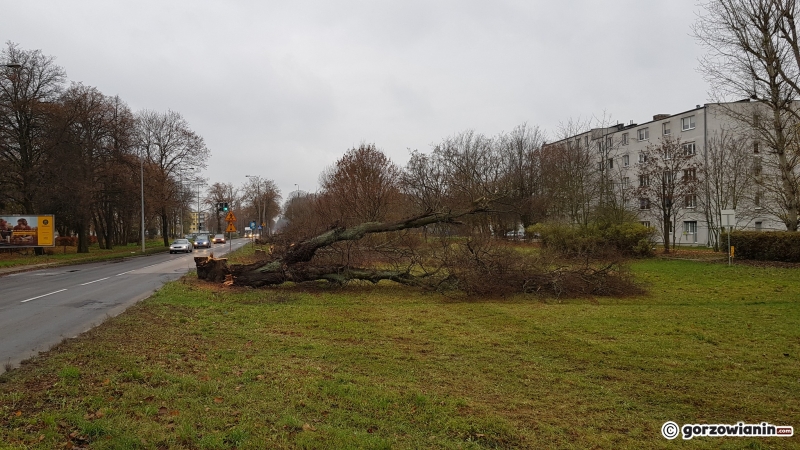 3/17 Wycinka drzew przy ul. Walczaka