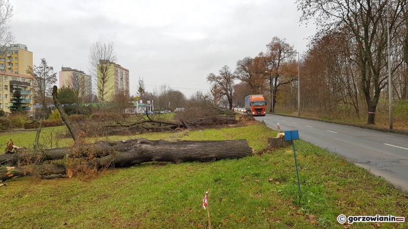 4/17 Wycinka drzew przy ul. Walczaka