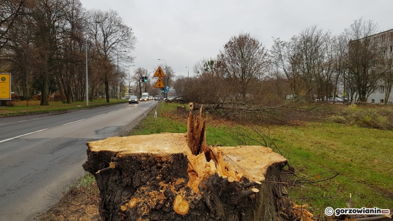 5/17 Wycinka drzew przy ul. Walczaka