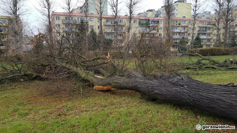 9/17 Wycinka drzew przy ul. Walczaka