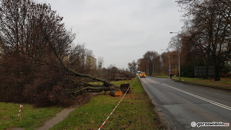 12/17 Wycinka drzew przy ul. Walczaka