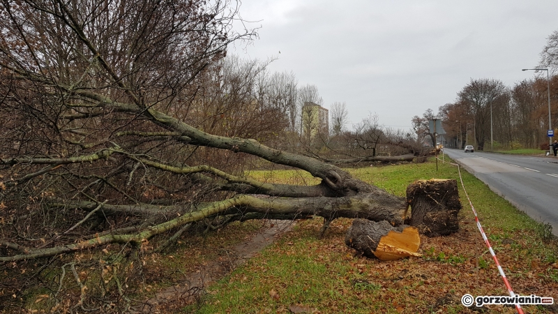 13/17 Wycinka drzew przy ul. Walczaka