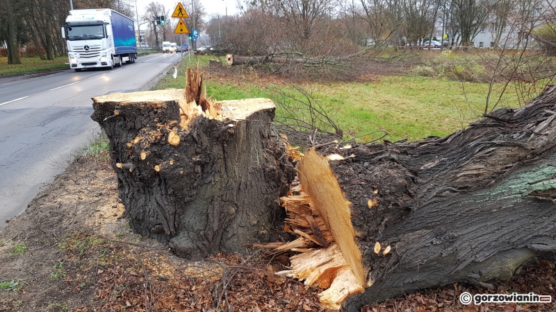 14/17 Wycinka drzew przy ul. Walczaka