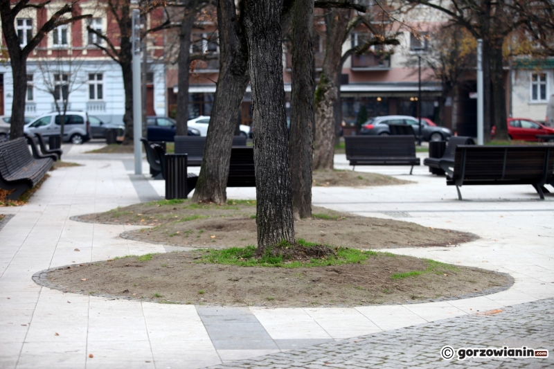 4/9 Murki zabezpieczające drzewa na Kwadracie