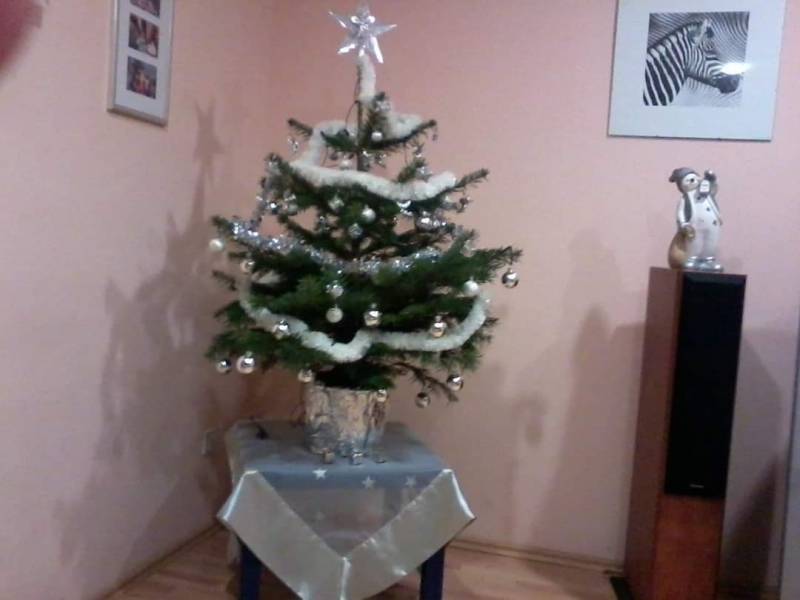 13/105 Piękne choinki czytelników portalu gorzowianin.com