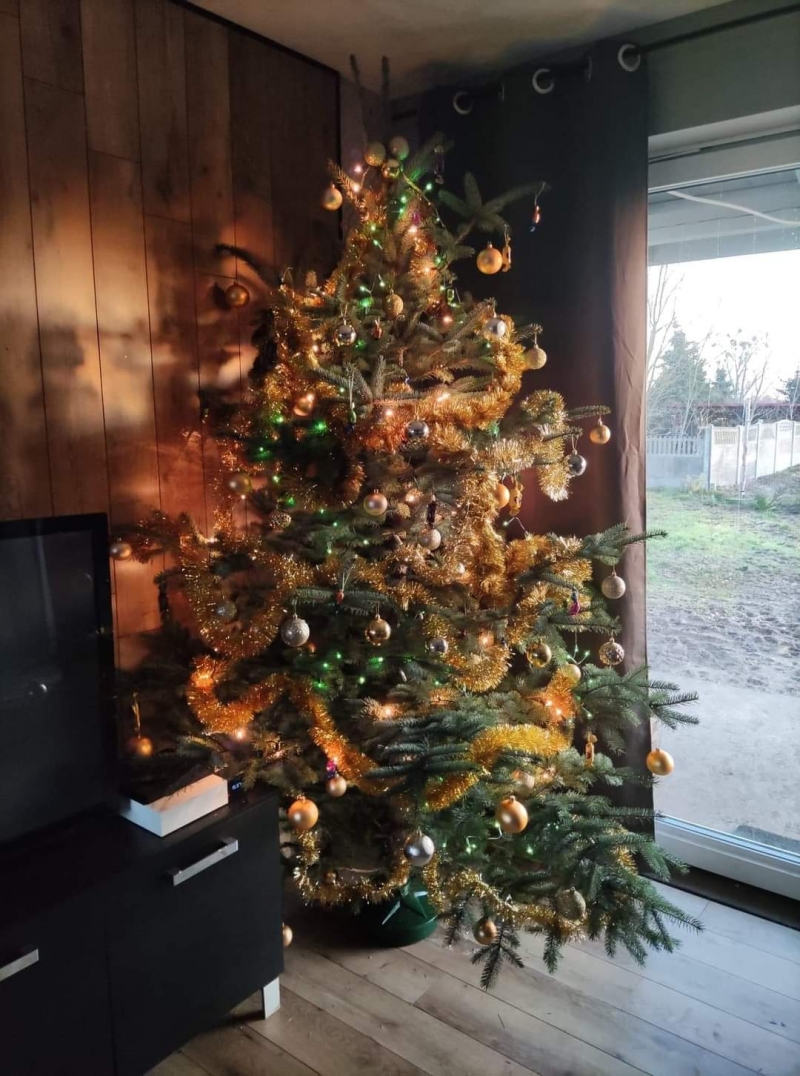 20/105 Piękne choinki czytelników portalu gorzowianin.com