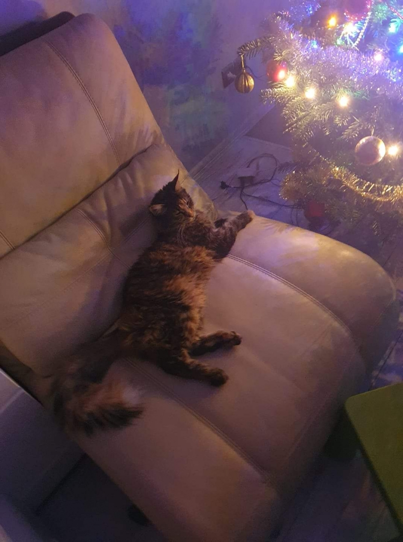 23/105 Piękne choinki czytelników portalu gorzowianin.com