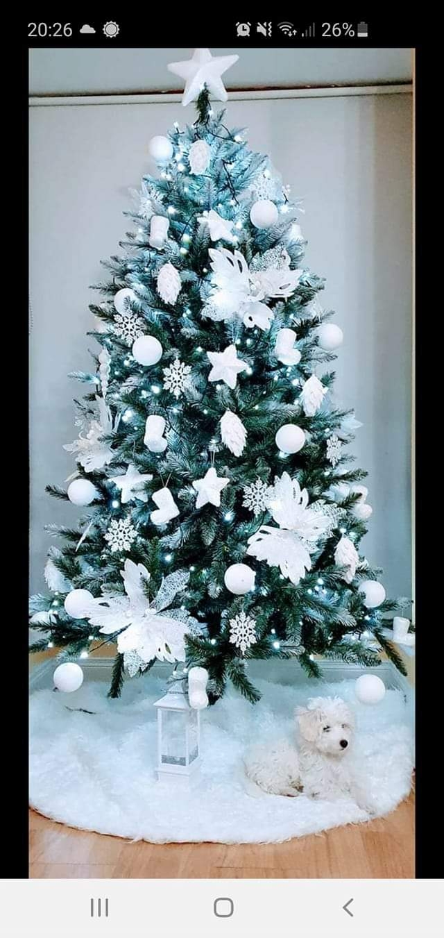 34/105 Piękne choinki czytelników portalu gorzowianin.com